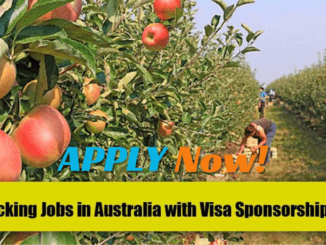 Fruit Picking Jobs in Australia 2024 – Visa Sponsorship