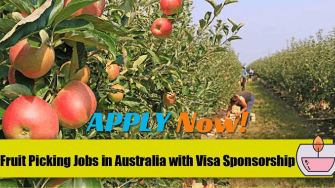 Fruit Picking Jobs in Australia 2024 – Visa Sponsorship