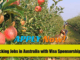 Fruit Picking Jobs in Australia 2024 – Visa Sponsorship