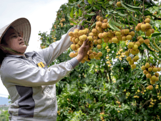 Fruit Picking Jobs in New Zealand for Foreigners