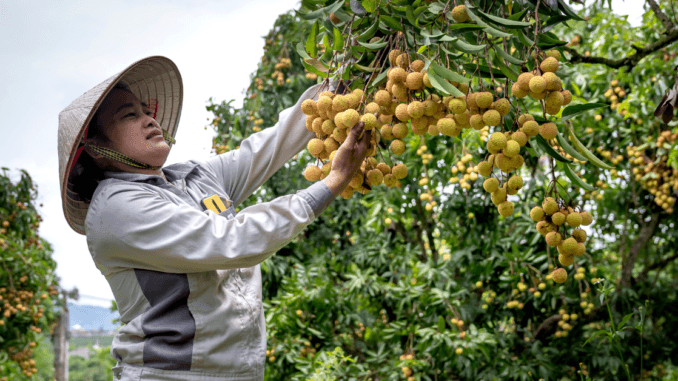 Fruit Picking Jobs in New Zealand for Foreigners