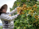 Fruit Picking Jobs in New Zealand for Foreigners