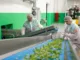 3000+Vegetable Farm Worker Jobs in Canada 2024