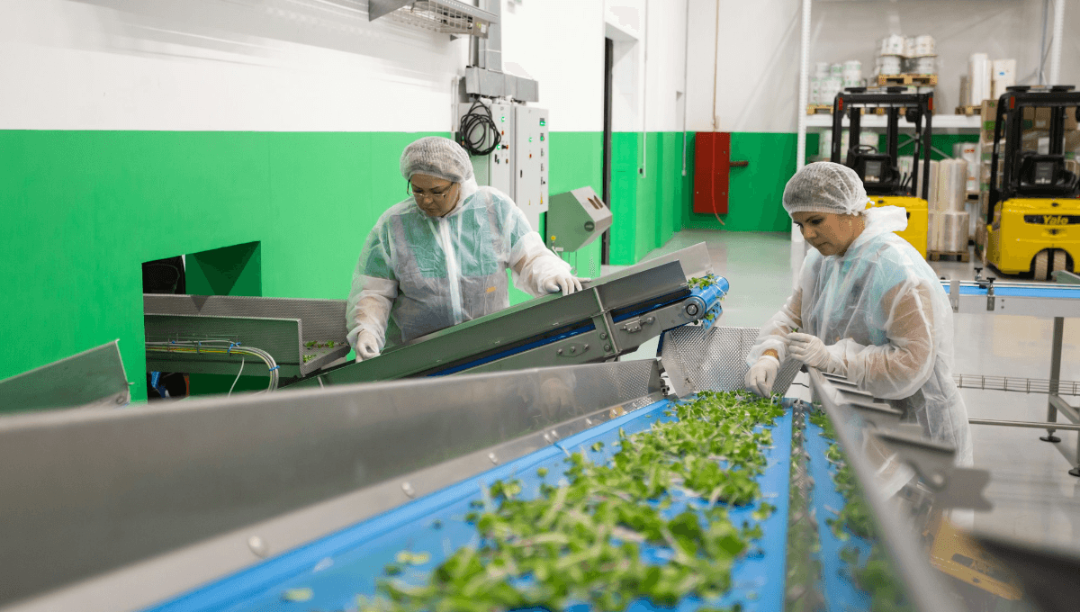 3000+Vegetable Farm Worker Jobs in Canada 2024