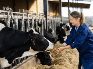 Dairy Farm Workers In Canada