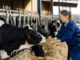 Dairy Farm Workers In Canada
