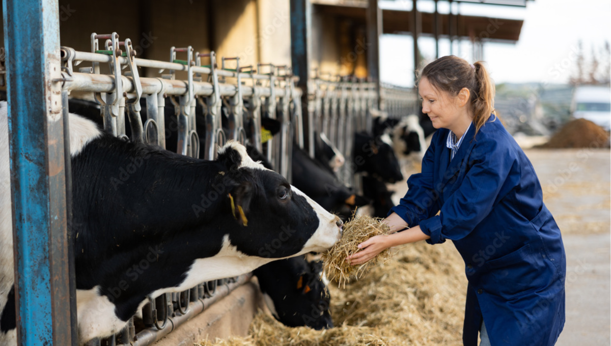 Dairy Farm Workers jobs In Canada
