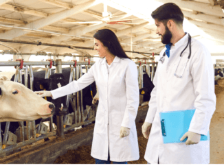 Visa Sponsorship Livestock Farming Jobs in Germany