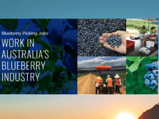 Berries Picking Jobs in Australia