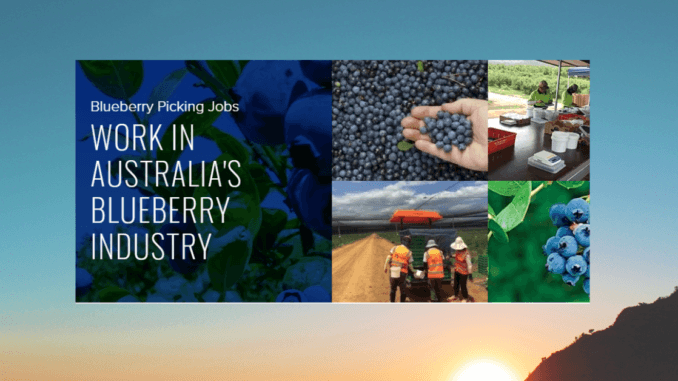 Berries Picking Jobs in Australia