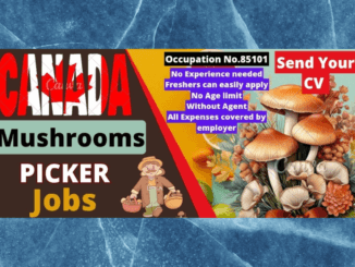 Mushroom Farm Jobs in Canada