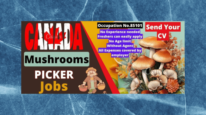 Mushroom Farm Jobs in Canada
