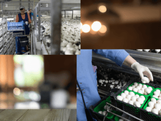 Mushroom Farm Jobs in Poland 2024