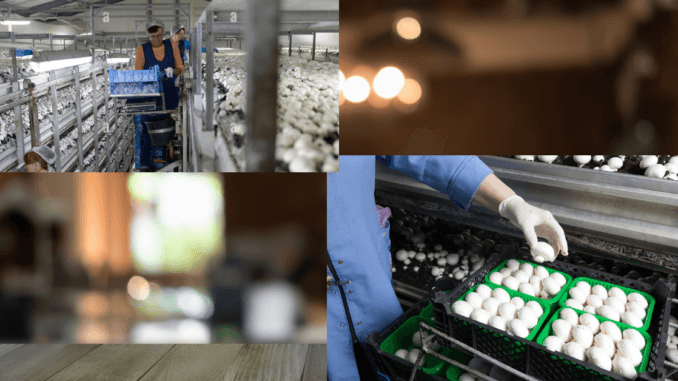 Mushroom Farm Jobs in Poland 2024