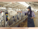 Farm Jobs in Ireland for Foreigners
