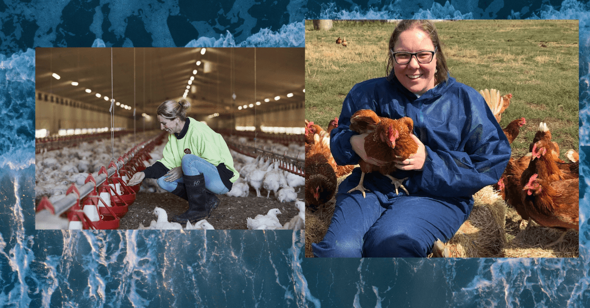 Poultry Farm Hand position in Australia