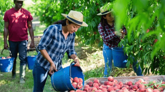 Farm Worker Fruit Picking Jobs Australia Seasonal Work