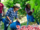 Farm Worker Fruit Picking Jobs Australia Seasonal Work