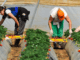 Farm Seasonal Jobs Spain with Visa Sponsorship 2024