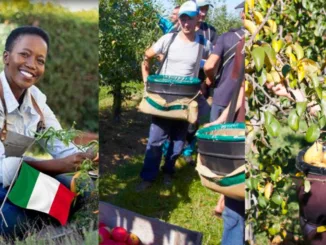 Fruit Picking Jobs in Italy for foreigners