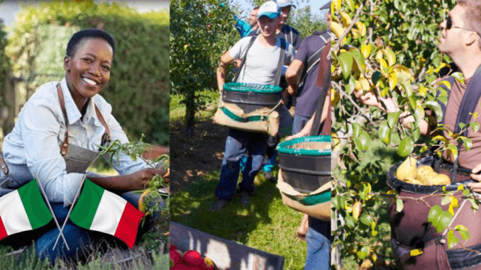 Fruit Picking Jobs in Italy for foreigners