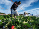 Strawberry Picking and Packing Jobs in UK