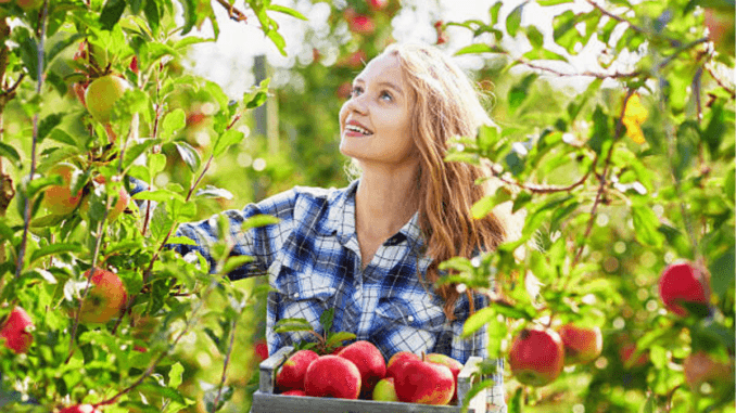 900+Fruit Picker Jobs in Canada 28 May 2024