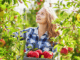 900+Fruit Picker Jobs in Canada 28 May 2024