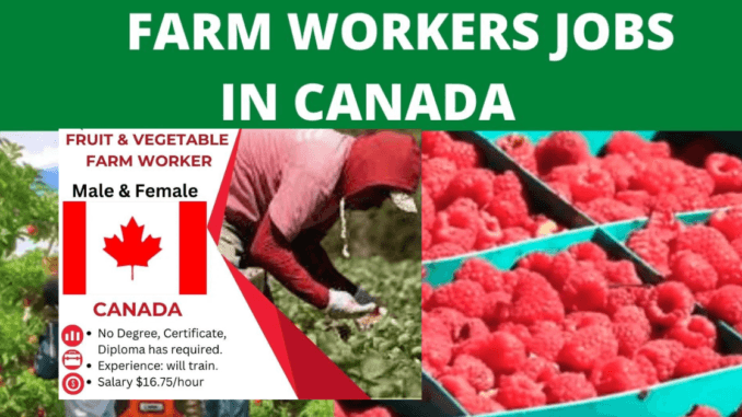 500+Fruit and Vegetable Farm Worker jobs in Canada