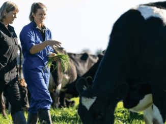 2000+Cow Farm Worker Jobs in New Zealand
