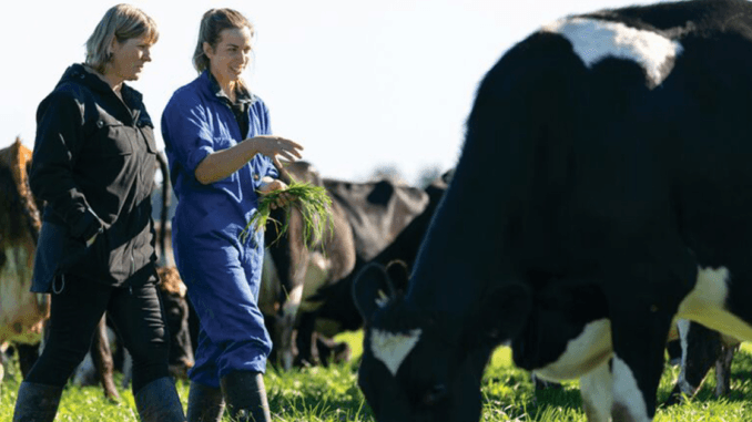 2000+Cow Farm Worker Jobs in New Zealand