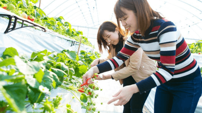 500+Fruit Picking Jobs in Canada