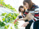 500+Fruit Picking Jobs in Canada
