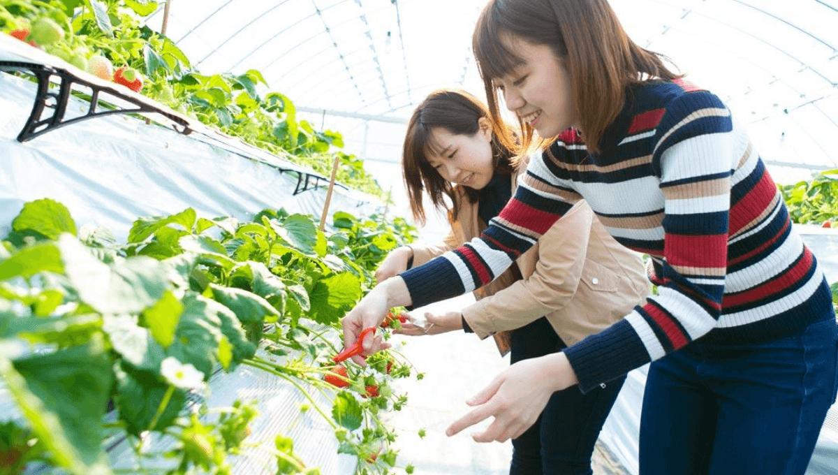 500+Fruit Picking Jobs in Canada