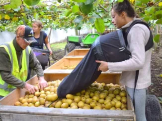 Canada Fruit Picking Jobs June 2024