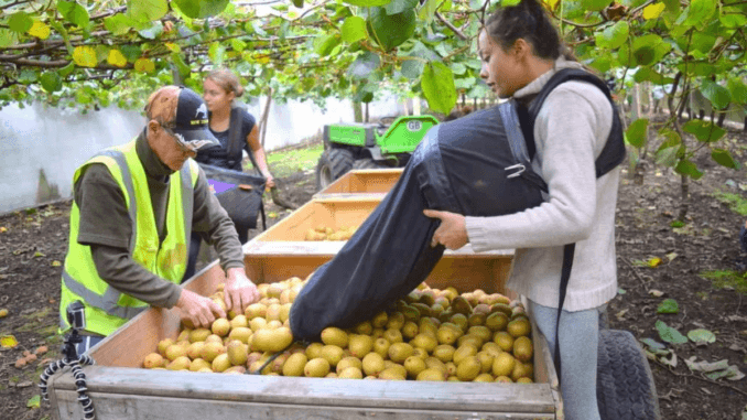 Canada Fruit Picking Jobs June 2024
