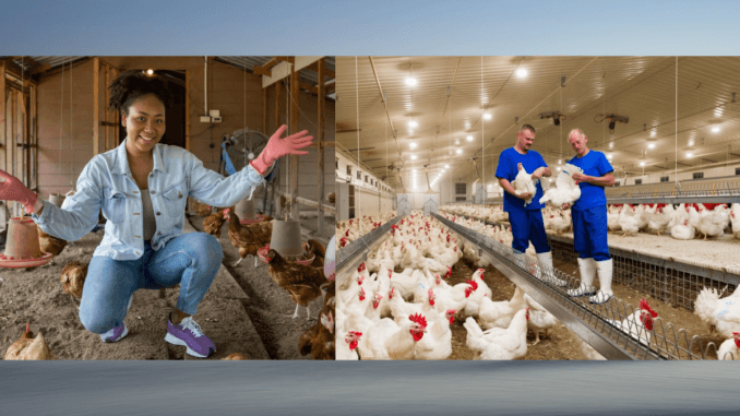 Poultry Farm Jobs in Australia with Sponsorship 2024