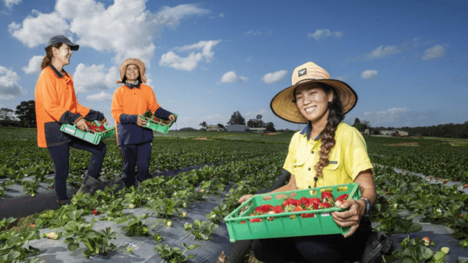 400+Fruit And Vegetable Picker Jobs In Australia