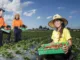 400+Fruit And Vegetable Picker Jobs In Australia
