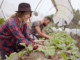 2000+ Agriculture jobs in Canada