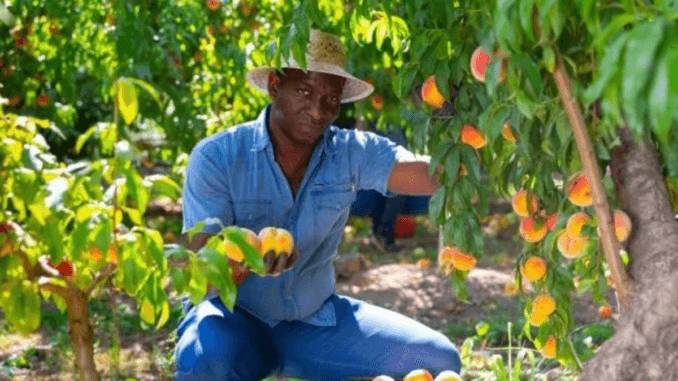 Apple Picking and Sorting Jobs in Poland 2024
