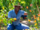 Apple Picking and Sorting Jobs in Poland 2024