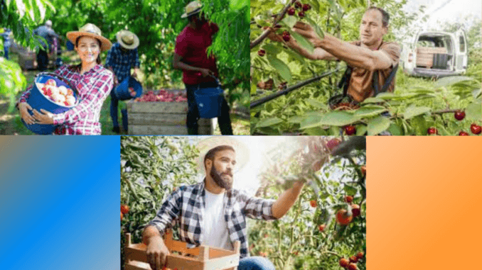 Fruit Picking Jobs in Appenzell Switzerland for Foreigners 2024