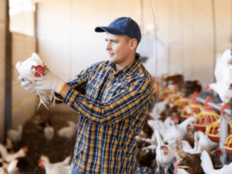 Poultry Farm Jobs in Norway June 2024