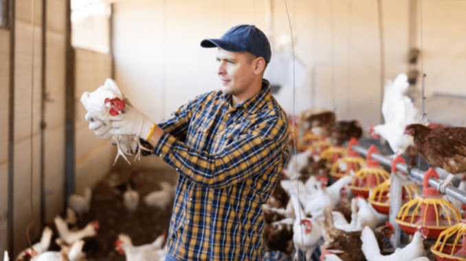 Poultry Farm Jobs in Norway June 2024