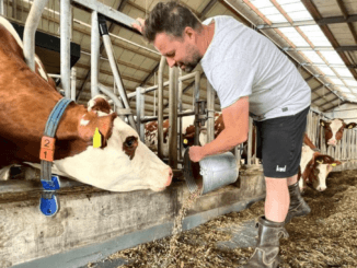 Dairy Farm Milking Jobs in Netherlands