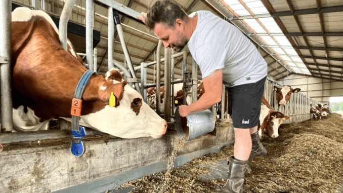 Dairy Farm Milking Jobs in Netherlands