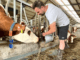 Dairy Farm Milking Jobs in Netherlands