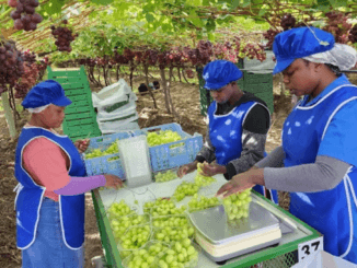 Grapes Picking and Packing Jobs in Ireland
