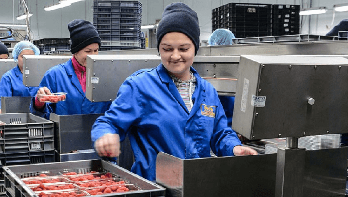 Christmas order picker jobs preston